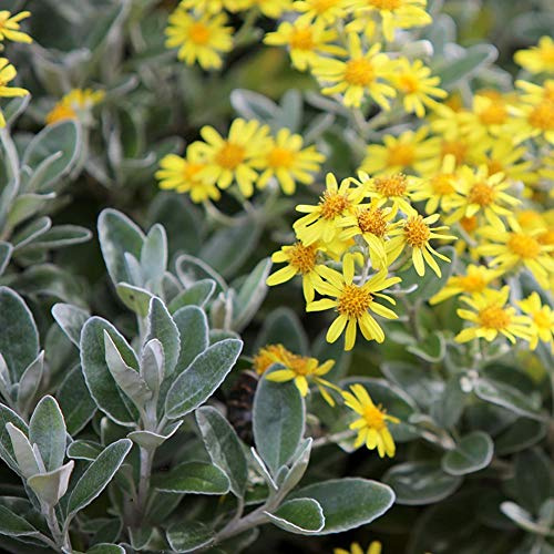 GardenersDream Brachyglottis Sunshine Strauch – Immergrüner Winterharter Blühstrauch – Farbige Gartenpflanze für draußen – Pflegeleichte Zierpflanze für Beete, Steingärten & Bodendecker, 25-30 cm