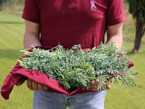 Semi di Ruta Officinale, (Ruta graveolens) 300 Semi, Erba Aromatica per Cucina e Liquori