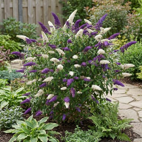 Bloomique - 2er - Set - Buddleja Davidii Duo Lila - Weiß - Schmetterlingsstrauch - Gartenpflanzen - Winterhart - Höhe 30-40 cm - Topf 17 cm