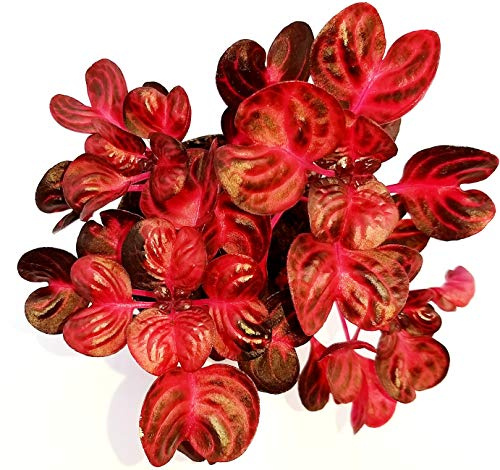 POWERS TO FLOWERS - IRESINE ROSSA, vaso 13 cm diametro, pianta vera