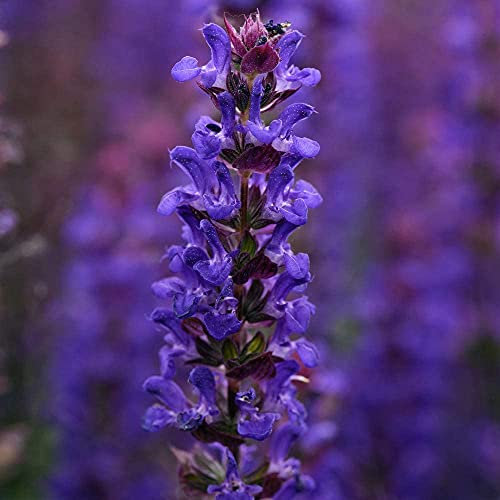Outdoor Garden Border Flower Bed Salvia nemorosa 'Salvatore Deep Blue' Garden Plant Hardy Perennial Flowering Garden Plants Easy to Grow Your Own 12x Plug Plants by Thompson and Morgan