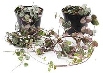 Duo de Ceropegia Woodii Pack de 2 Plantas Naturales de Interior Rosario de Corazones