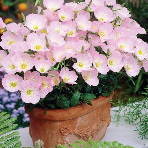 Welldales 100 Pink Evening Primrose Seeds UK Oenothera Speciosa Bi Colour Wildflower Plant