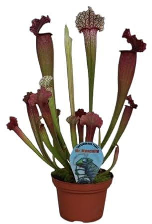 Sarracenia Planta Carnívora Natural contra Mosquitos
