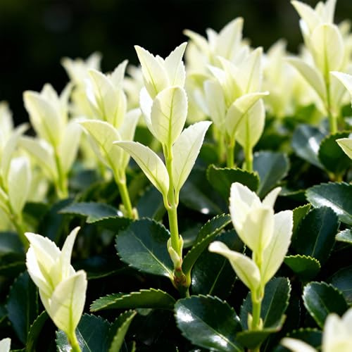 Euonymus japonica Paloma Blanca Grün Heckenpflanze 8 Pflanzen 30-35 cm | immergrüner Strauch, winterhart, für Beet und Kübel, bienenfreundlich