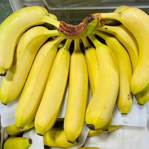 banano - banane vaso resistenti, adatte all'uso esterno, semi di banana giardino roccioso con balcone esotico a prova d'inverno 25semi