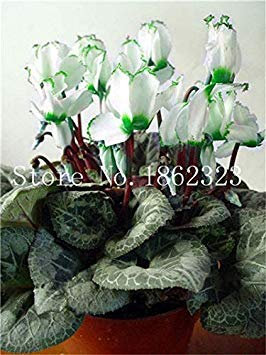 100 pc Ciclamino Fiori, Piante in Vaso per Interni, da Fiore perenne pianta Piante Fiore Cyclamen a Balcone Giardino: 18