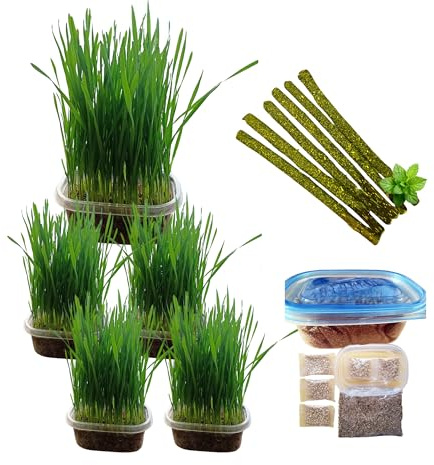 TheGuard Cat Grass Seeds Grow at Home Kit 5-Pack & Natural Wooden 6-Pack Catnip Sticks | Indoor Grass Seeds, Silvervine Matatabi Dental Chew Sticks for Indoor Pet Hairball