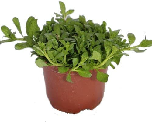 Menta poleo (Mentha pulegium) Natural Planta Aromática de Cultivo Exterior