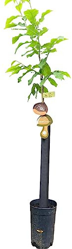 Árbol Frutal castaño. Produce castañas grandes y setas. Altura 1-1,20m. Maceta 3,5 litros. Castaño variedad Marigoule, micorrizado productor de setas (Boletus edulis). Resistencia Tinta