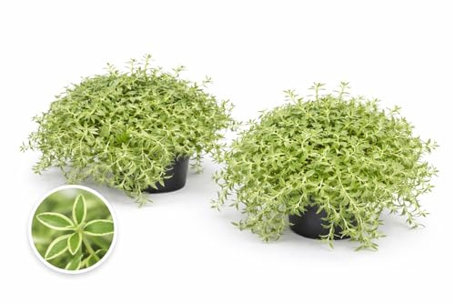 POWERS TO FLOWERS - SEDUM LINEARE SILVER STAR, 2 PIANTE, VASO 12 CM DIAMETRO, pianta vera