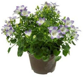 POWERS TO FLOWERS - CAMPANULA BICOLORE, pianta vera
