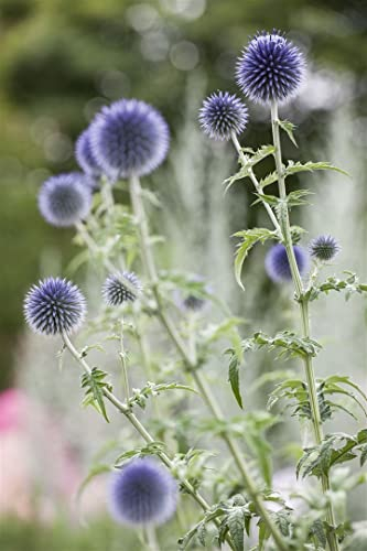 Echinops ritro 9x9 cm Topf – Winterhart, Mehrjährig, Pflegeleicht – Kugeldistel – Staude für Beet & Steingarten