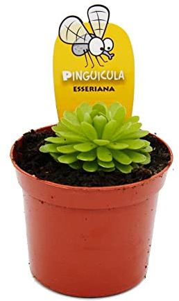 Exotenherz - Fleischfressende Pflanze - Mexikanisches Fettkraut - Pinguicula esseriana - 9cm Topf