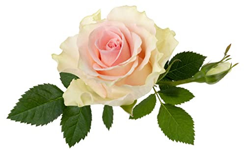 Rose Plants, King Charles III Coronation, Climbing Rose 'Madame Alfred Carriere', 1 x Full Plant in 5 Litre Pot, Roses, Garden Ready and Ready to Plant, Premium Quality Roses