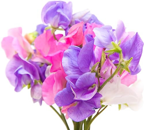 Sweet Pea Plants, 3 x Full Plants in 9cm Pots, Sweet Peas, Garden Flowers, Garden Ready and Ready to Plant, Premium Quality Flowers