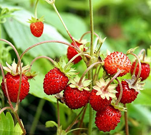 NIKA SEEDS - Seeds Fruit Alpine Strawberry Four Seasons Red Everbearing Non GMO for Planting - 100 Seeds