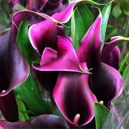 tuberi di calla - giardino di primaverili regalare tappezzante resistente sostenibili per zone soleggiate decorazioni giardino per 4bulbi