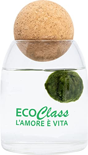 Marimo 4 – 6 cm in Vaso di Vetro da 500ml con tappo in sughero sfera block Yoga