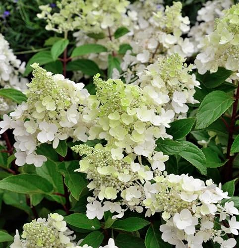 Rispenhortensie Sugar Rush 40-60cm - Hydrangea paniculata - lebende Gartenpflanze aus den Baumschulen