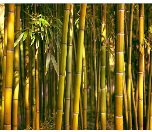 murando Fotomurales Bambu 500x350 cm Papel pintado tejido no tejido Decoración de Pared decorativos Murales moderna de Diseno Fotográfico Pasillo Oficina Naturaleza Bosque verde Asia b-B-0072-a-c
