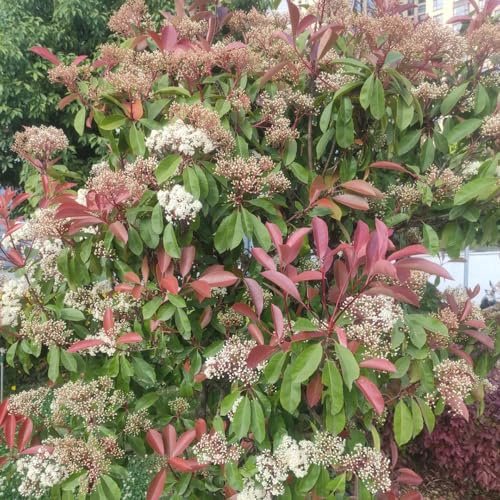 Photinia red robin - giardino interni interni semi decorazione resistenti per giardini rocce giardino 400pcs