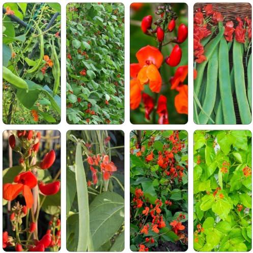 Feuerbohnen - Phaseolus coccineus Bohnensamen pflanzensamen kletterpflanze topfpflanzen draußen winterhart wildkräuter gemüsesaat gemüsebeet hochbeet balkon wintergemüse balkonpflanzen 25samen