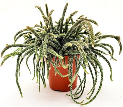 POWERS TO FLOWERS - RHIPSALIS HORRIDA IN VASO 12 CM DIAMETRO, pianta vera