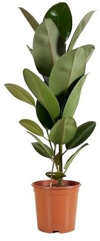 Bloomique - Ficus elastica ‘Robusta’ - Albero della gomma - Pianta da interno - Purifica l’aria - Molto facile da curare - Alta 80-100 cm - Vaso 21 cm
