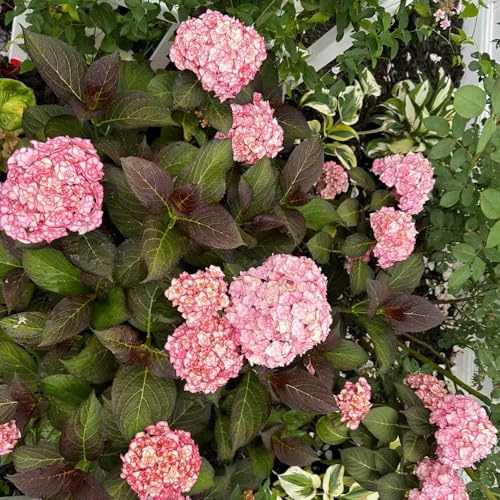 semi di ortensia resistenti in vaso giardino interno balcone 55pcs