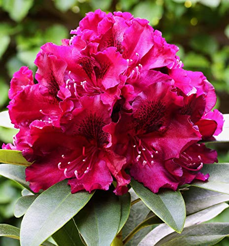Großblumige Rhododendron Midnight Beauty 30-40cm - Alpenrose - lebende Gartenpflanze aus den Baumschulen