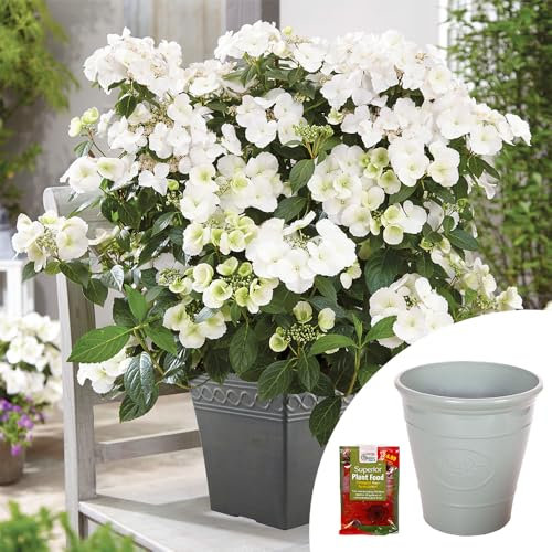 YouGarden Hydrangea 'Runaway Bride', Established Plant in 1.5 Litre Pot, with Olive Green Planter and Blooming Fast Superior Soluble Fertiliser, Ready to Plant