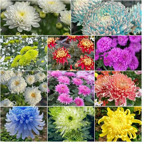 chrysanthemen winterhart bonsai - Seltene serie - frühlingsblumen winterharte für garten wildblumensamen balkon hochbeet balkon 150samen
