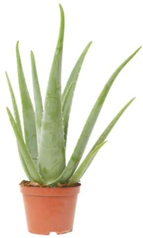Verdecora Aloe Vera | Planta natural de interior o exterior | Fácil de cuidar | Maceta Ø14cm