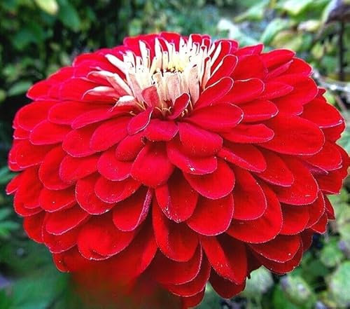Zinnia Dahlia 'Scarlet' - 220 Seeds (Zinnia elegans) + Freebie + Plant tag