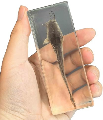 FHUILIJH Echtes Tier Fisch Probe Harz Schreibtisch Briefbeschwerer Wissenschaft Klassenzimmer Fisch Probe für Wissenschaft Bildung Wissenschaft Liebhaber Geschenk,A,11cm