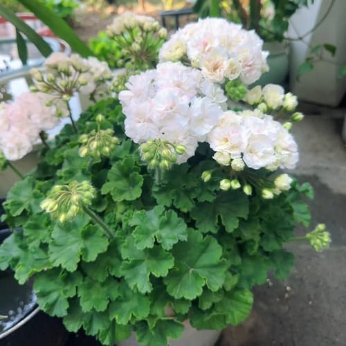 semillas de geranio perenne - raras resistentes balcón jardín 50pcs
