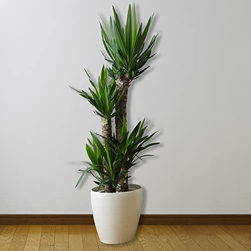 All Occasions, 3 Stem Yucca Plant, 1m Tall Perfect Home, Bedroom, Kitchen and Living Room, Perfect for Clean Air, Delivered Next Day Prime