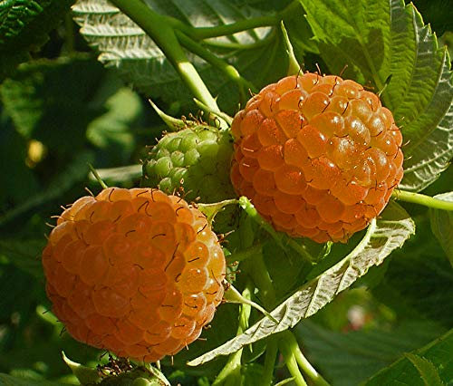 Framboisier Fall Gold C 3 Litres