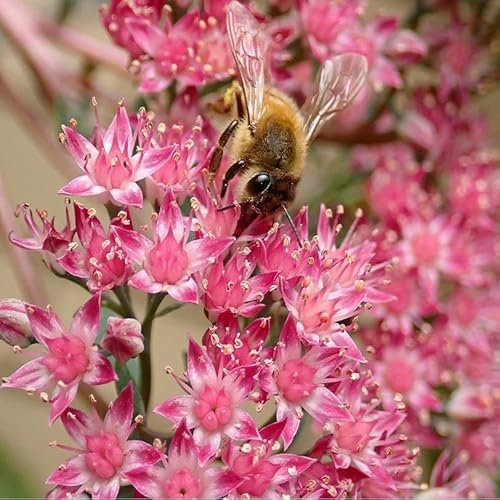 12 unidades o 1 m² Orpin spurium 'Schorbuser Blut' - Sedum Spurium 'Schorbuser Blut' Maceta 9x9 cm