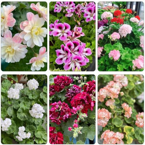geranio - decorativi selvatici bonsái di interni perenni resistenti per sole pieno di interni semi giardino perenni 60pz