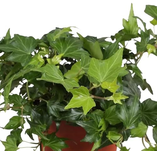 Hiedra - Planta Trepadora Natural y Fácil de Cuidar