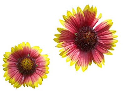 Kokardenblume 1 Portion für ca 50-70 Pflanzen