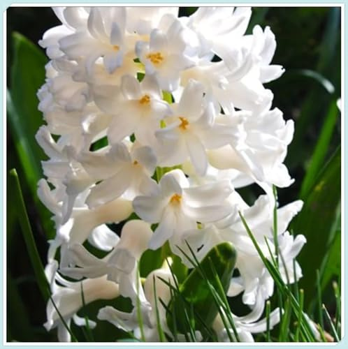 Excellent Hyacinth Bulbs for Planting Now UK Ornamental Excellent Natural Organic Display Easy Plant Unique Greening Flower Perennial Good for Containers -2bulbs-A