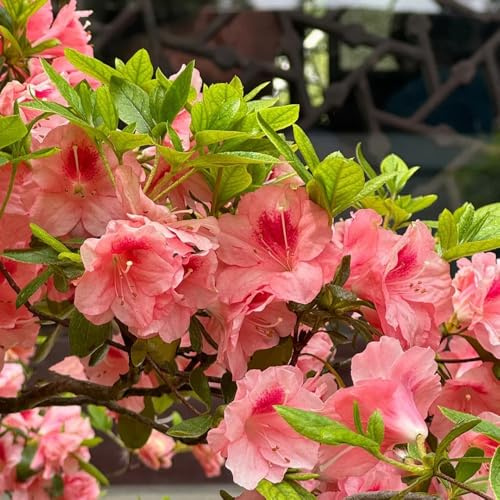 Semillas de azalea y rododendro, resistentes Arbustos decorativos, perennes resistentes, cortadas balcón, 150pcs