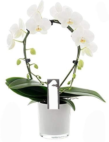 POWERS TO FLOWERS - PHALAENOPSIS BIANCA A CERCHIO IN VASO VETRO BIANCO, pianta vera