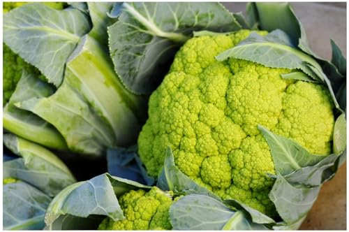 PREMIER SEEDS DIRECT - Cauliflower - Green of MACERATA 150 Seeds- Organic