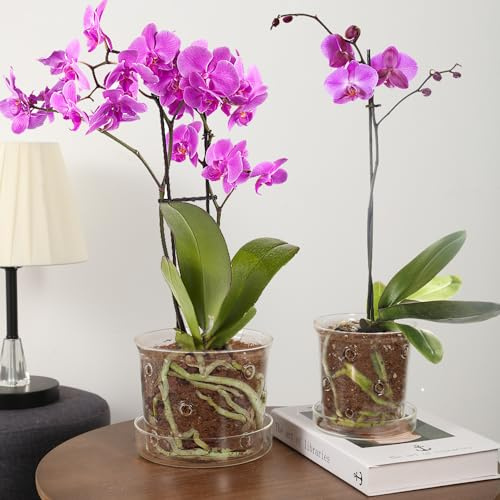 MIBUNG 2Pcs Glass Orchid Pots with Holes and Tray, Clear Breathable Orchids Planter with Drainage Holes for Indoor Outdoor Plants, Transparent for Root Visibility(4.3+5.8inch)