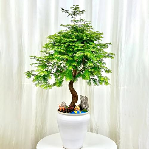 30 piezas semillas de secuoya primitiva resistentes al invierno para contenedores, de jardín para mujeres, semillas resistentes