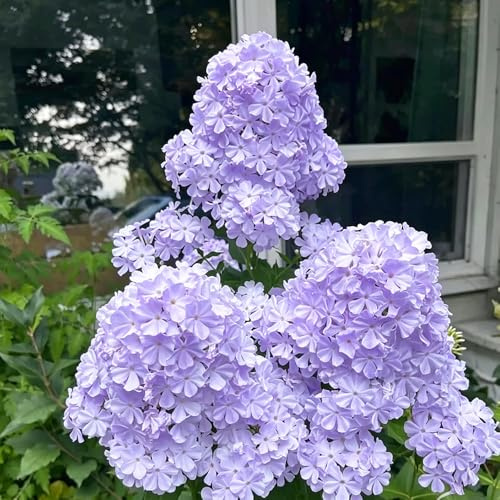 Phlox de alfombra - flox subulata semillas de exóticas jardín rocas Cobertura decoración semillas 1000pcs